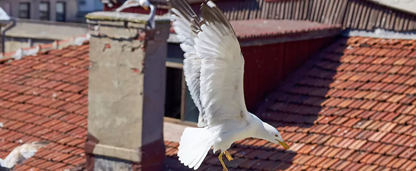 Residential Chimney Animal Removal Solution in Golden Valley, MN