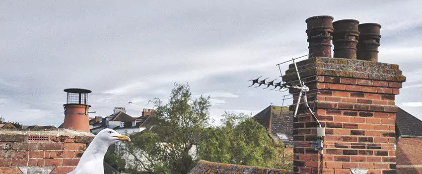 Chimney Cleaning And Restoration in Golden Valley, Minnesota